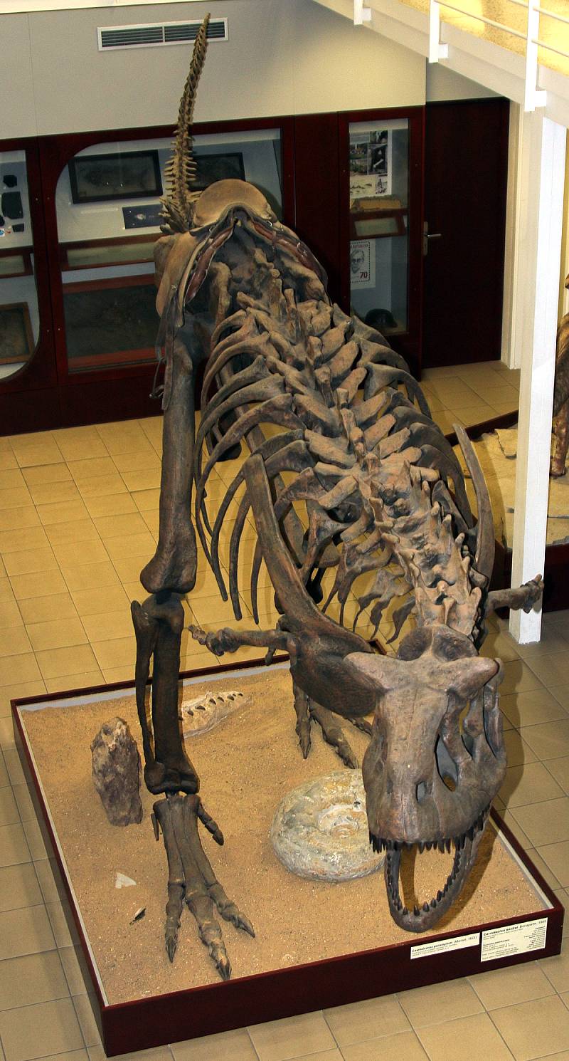 carnotaurus-chlupacovo-muzeum-praha